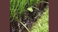 Sawah Warga Digenangi Minyak Mentah Diduga Dari Pipa Pertamina