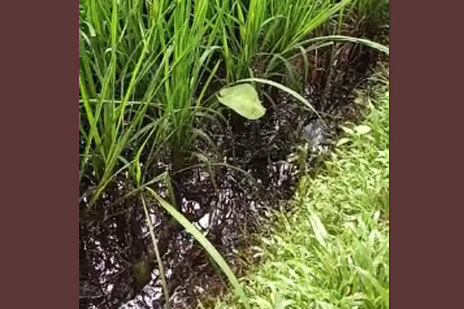 Sawah Warga Digenangi Minyak Mentah Diduga Dari Pipa Pertamina
