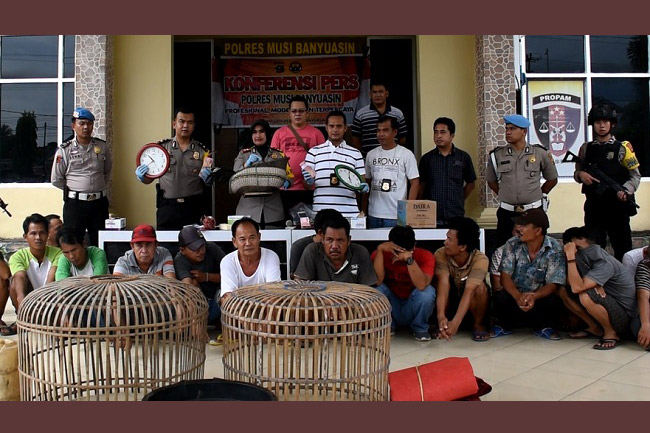 Diduga 2 Oknum Anggota Polres Musi Banyuasin Ikut Judi Sabung Ayam