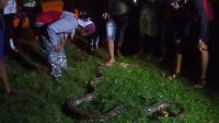 Warga Muna Digegerkan Dengan Tertangkapnya Seekor Ular Piton