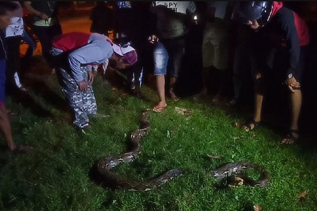 Warga Muna Digegerkan Dengan Tertangkapnya Seekor Ular Piton