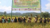 Panen Padi Perdana Dengan Pupuk Wijayakusuma Nutrisi