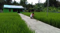 Bercocok Tanam Padi di Kepulauan Yapen Papua