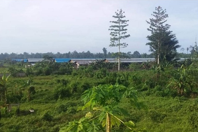 Peternakan Ayam di Kampung Yeflio Tak Sesuai Amdal?