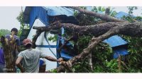 Tertimpa Pohon Tumbang, Bangunan PT PLN di Kampung Fafanlap Rusak Tertimpa Pohon Tumbang, Bangunan PT PLN di Kampung Fafanlap Rusak