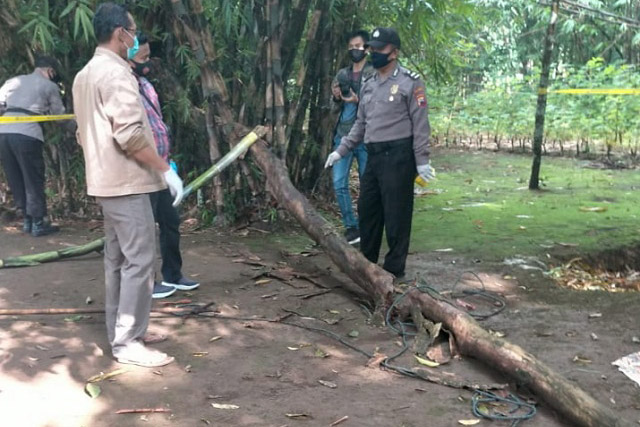 Pria Kebumen Meninggal Karena Tertimpa Pohon Yang Dirobohkan Sendiri