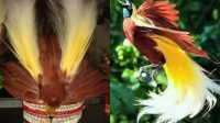 “Bupati Dogiyai” Tolak Penggunaan Mahkota Burung Cenderawasih Pada PON XX Papua