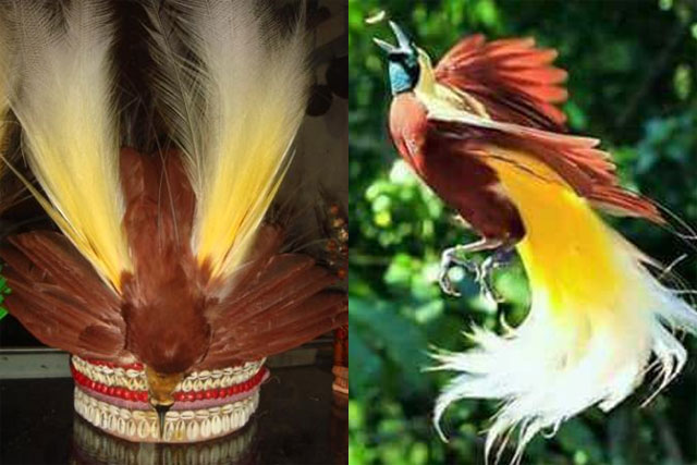 “Bupati Dogiyai” Tolak Penggunaan Mahkota Burung Cenderawasih Pada PON XX Papua