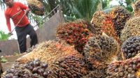 Harga Minyak Goreng Tembus 20 Ribu Per Kg, PKS Minta Pemerintah Atur Kuota Ekspor CPO