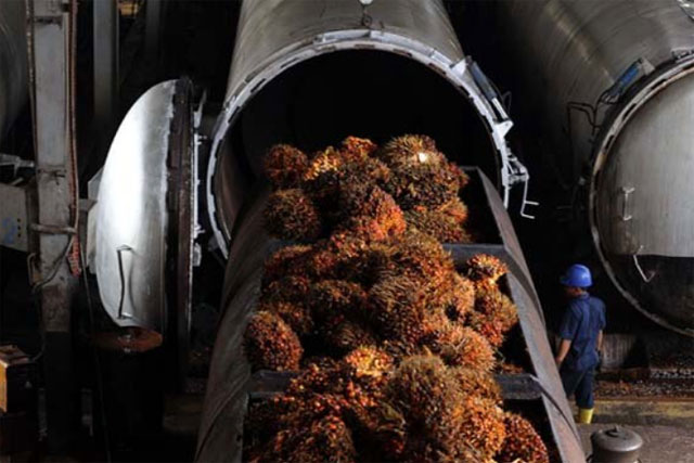 Kelangkaan Minyak Goreng: Energi (Biodiesel) vs Pangan (Migor)?