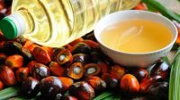 Harga Minyak Goreng Akan Meroket Lagi Jika Pemerintah Cabut DOM CPO