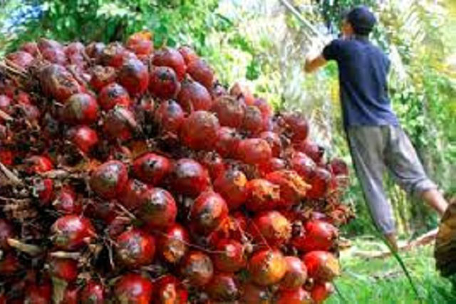 PKS Desak Pemerintah Legalkan Petani Sawit Jual TBS ke Luar Negeri