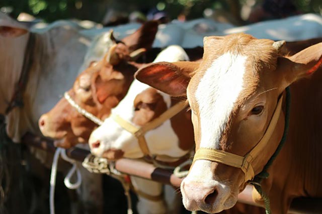 Ijin Usaha Penggemukan dan Pemotongan Sapi di Desa Kalirejo Dipertanyakan