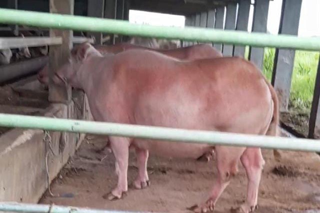 Usaha Penggemukan dan Pemotongan Sapi Desa Kalirejo Dikeluhan Warga