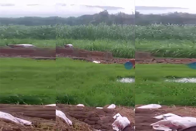 Pembongkaran Pagar Tembok Diatas Tanah Aset Desa Kalirejo Belum Tuntas